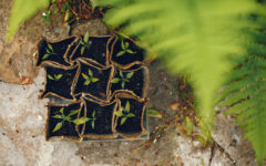 Womans hands in gloves planting young plant